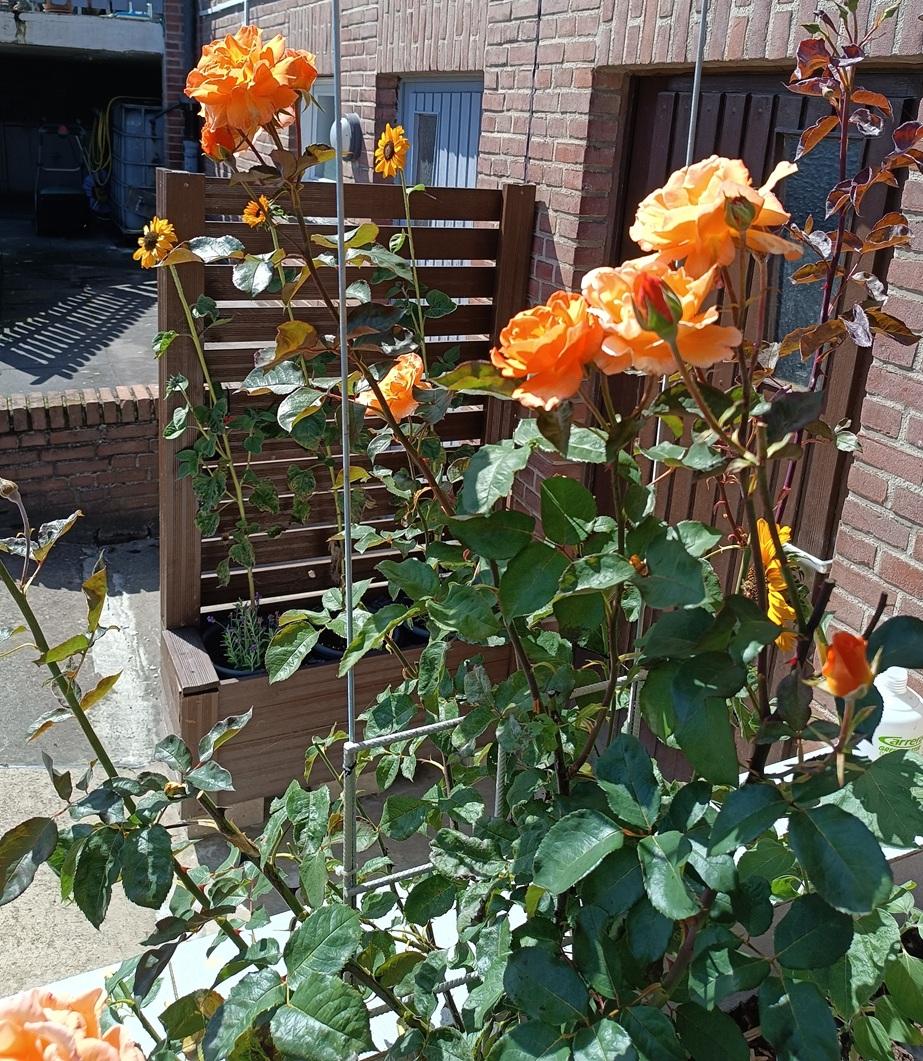 Rosengarten