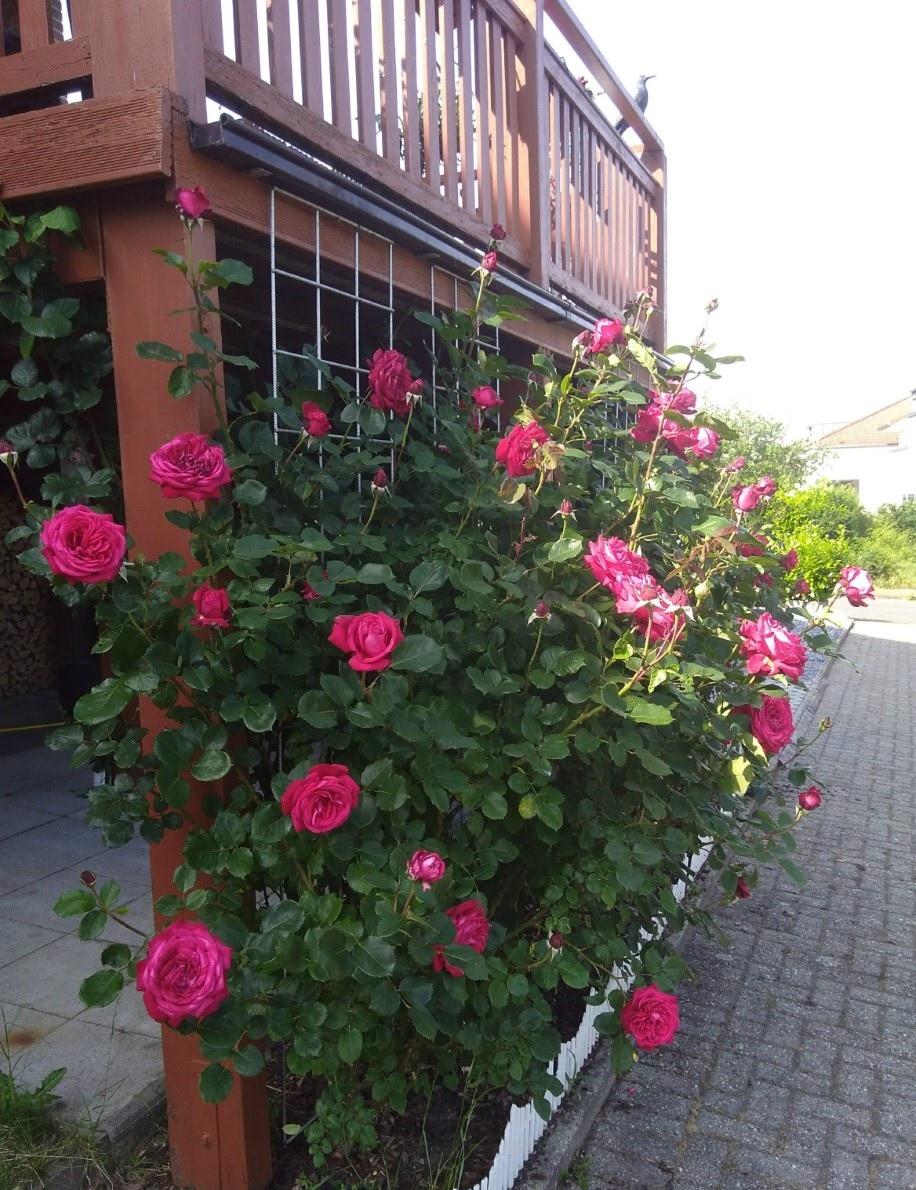Rosengarten