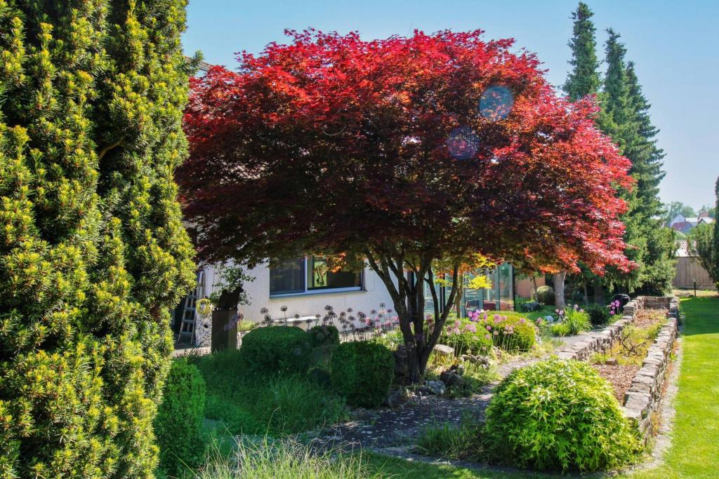 Garten (2)