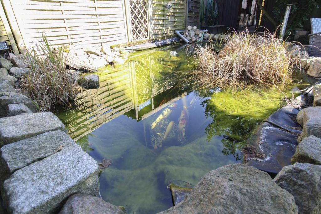 Koi Teich