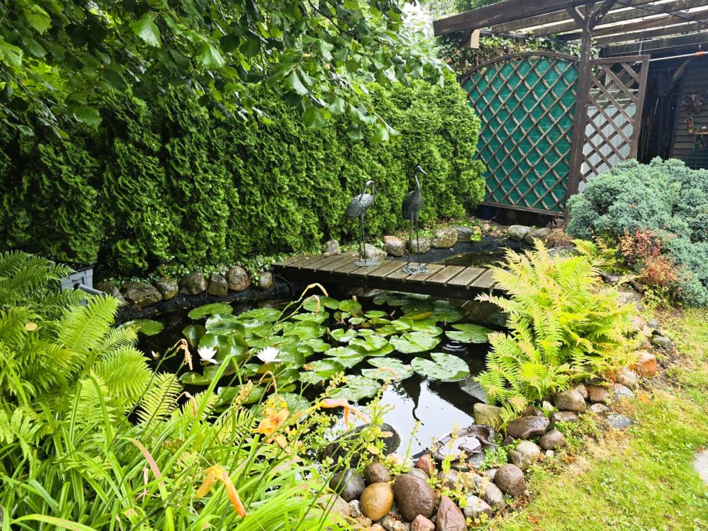 Seerosen, Teichbrücke