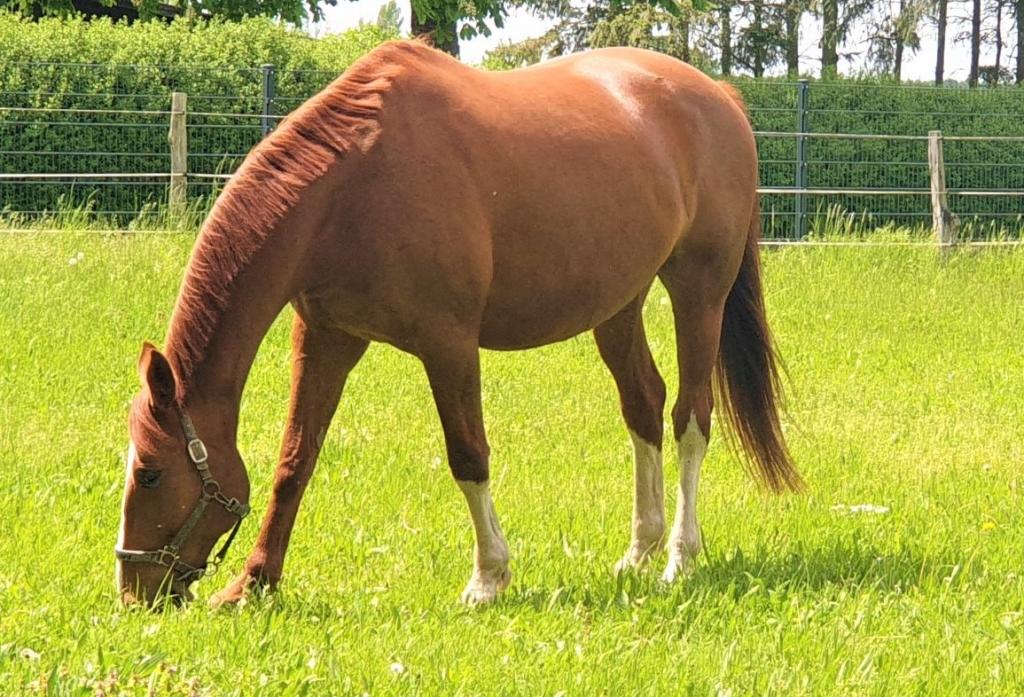 Reitanlage Kladow