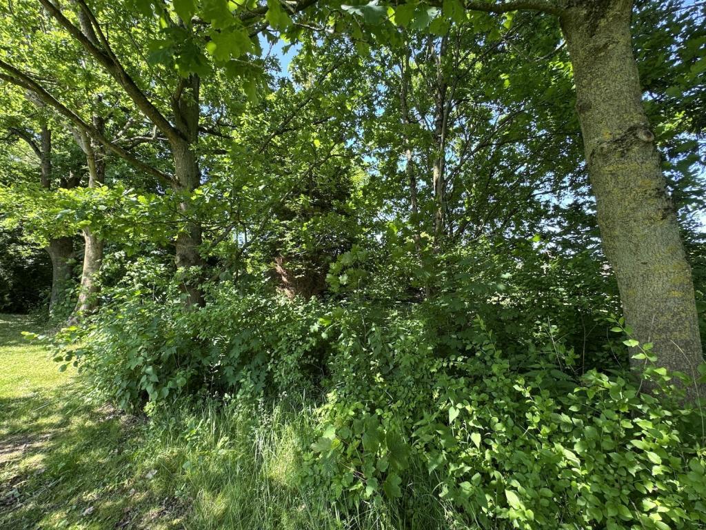 Baugrundstück mit Baumbestand