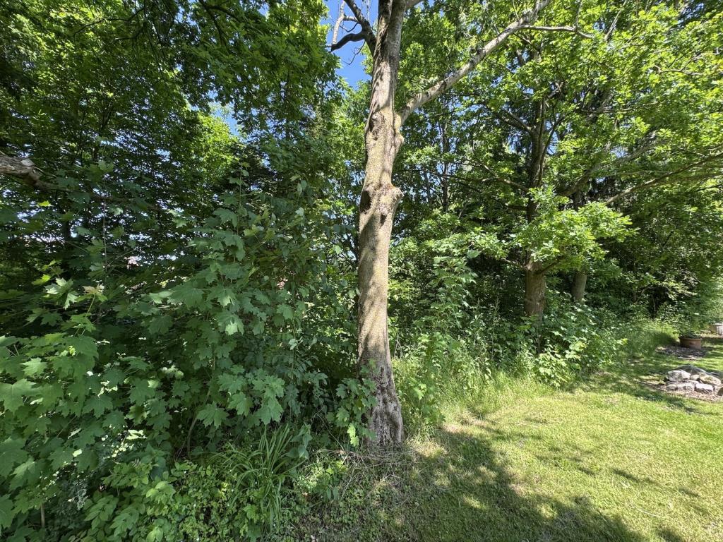 Baugrundstück mit Baumbestand