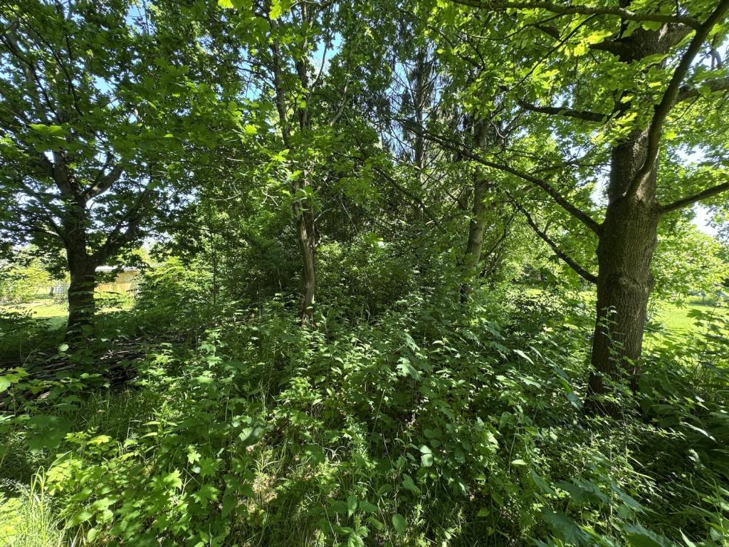 Baugrundstück mit Baumbestand