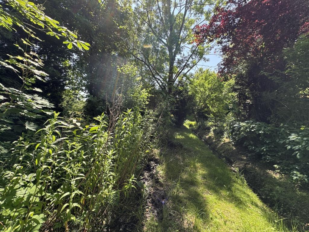 Baugrundstück mit Baumbestand