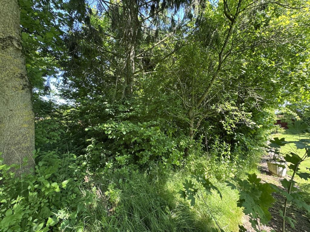 Baugrundstück mit Baumbestand