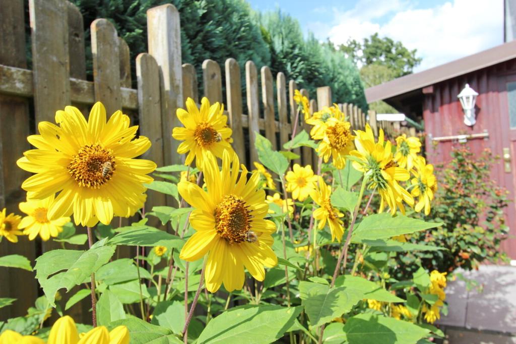 Garten (2)
