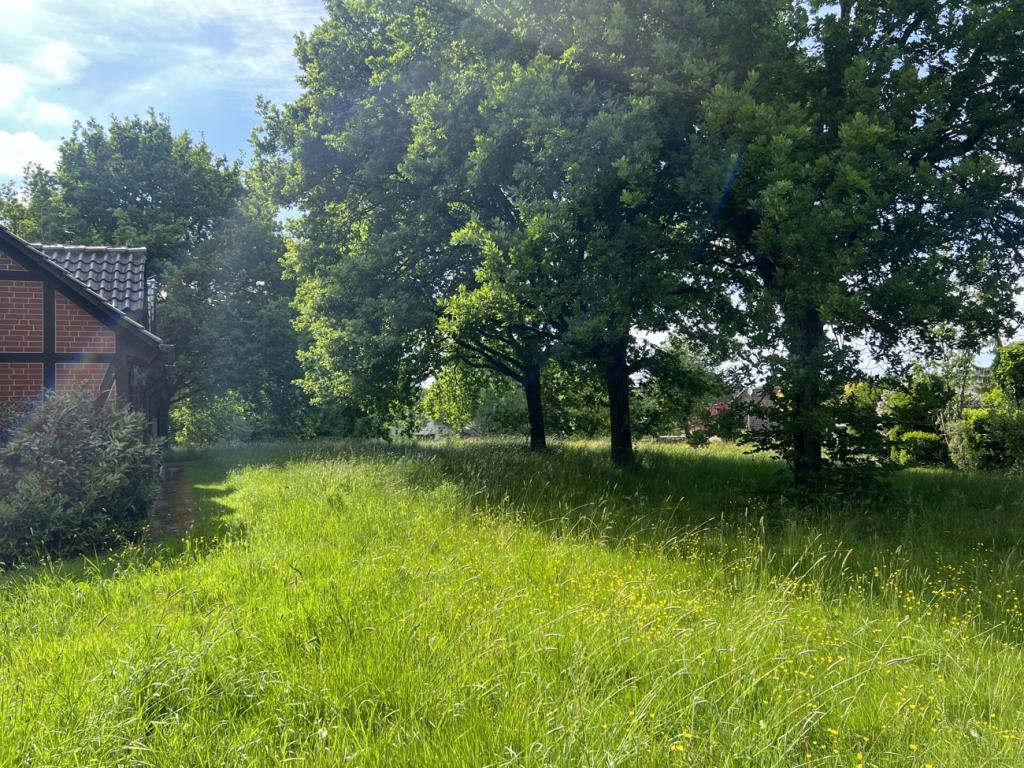 Eichenbäume
