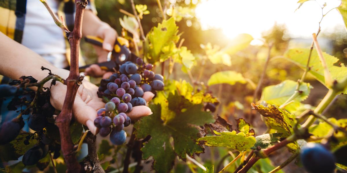 Wein im Garten anbauen So kommt ihr an eigene Trauben