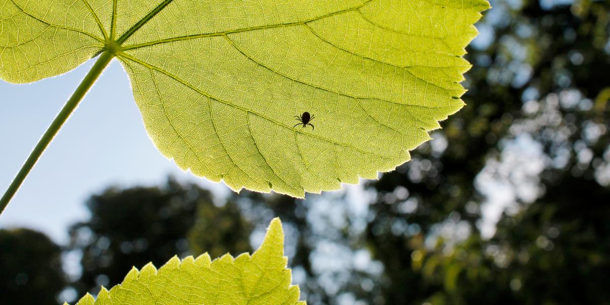 Zecken im Garten? 5 Tipps zur Bekämpfung der kleinen Blutsauger