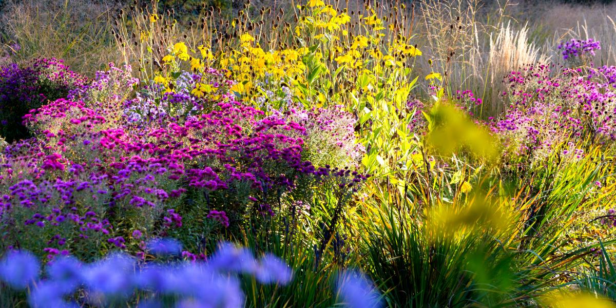 Die schönsten Herbstpflanzen für Balkon und Garten